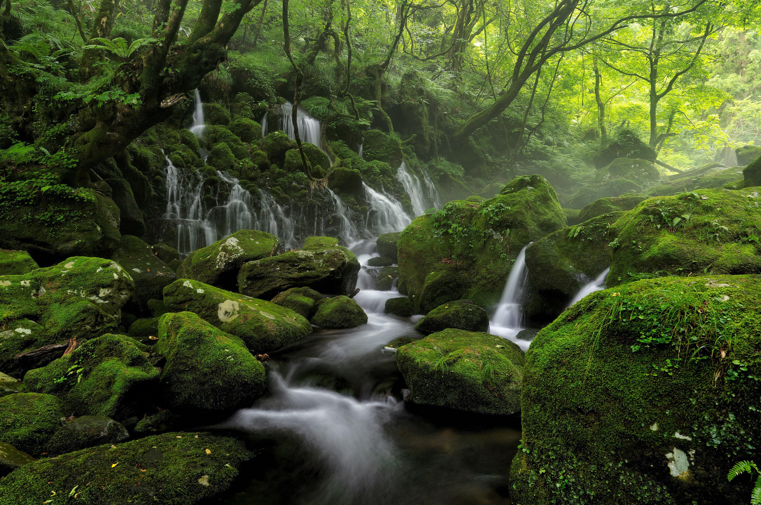 豊かな自然。苔が生い茂る岩の間を流れる清らかな川の風景