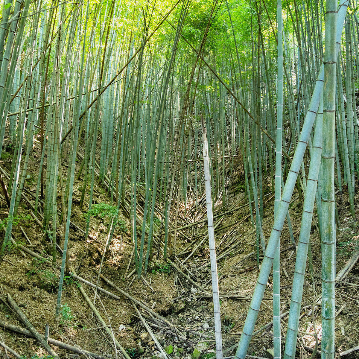 密集して自生し、荒れ果てた竹林の様子。手入れが行き届かず、本来の森の生態系を飲み込んでしまった「竹害」の現状を映す