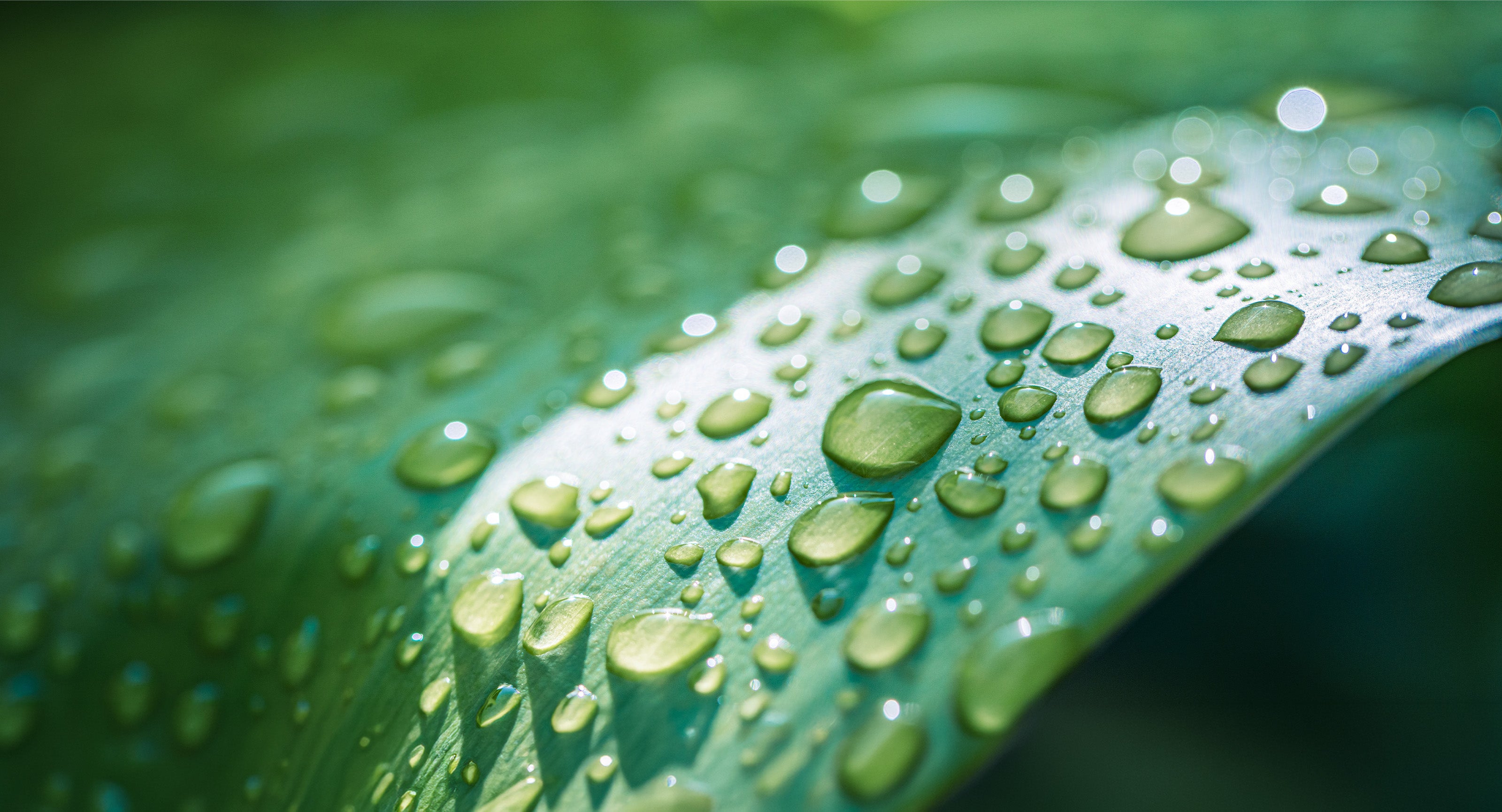 深い緑の葉に輝く朝露の水滴。自然の生命力と清らかさを象徴するイメージ