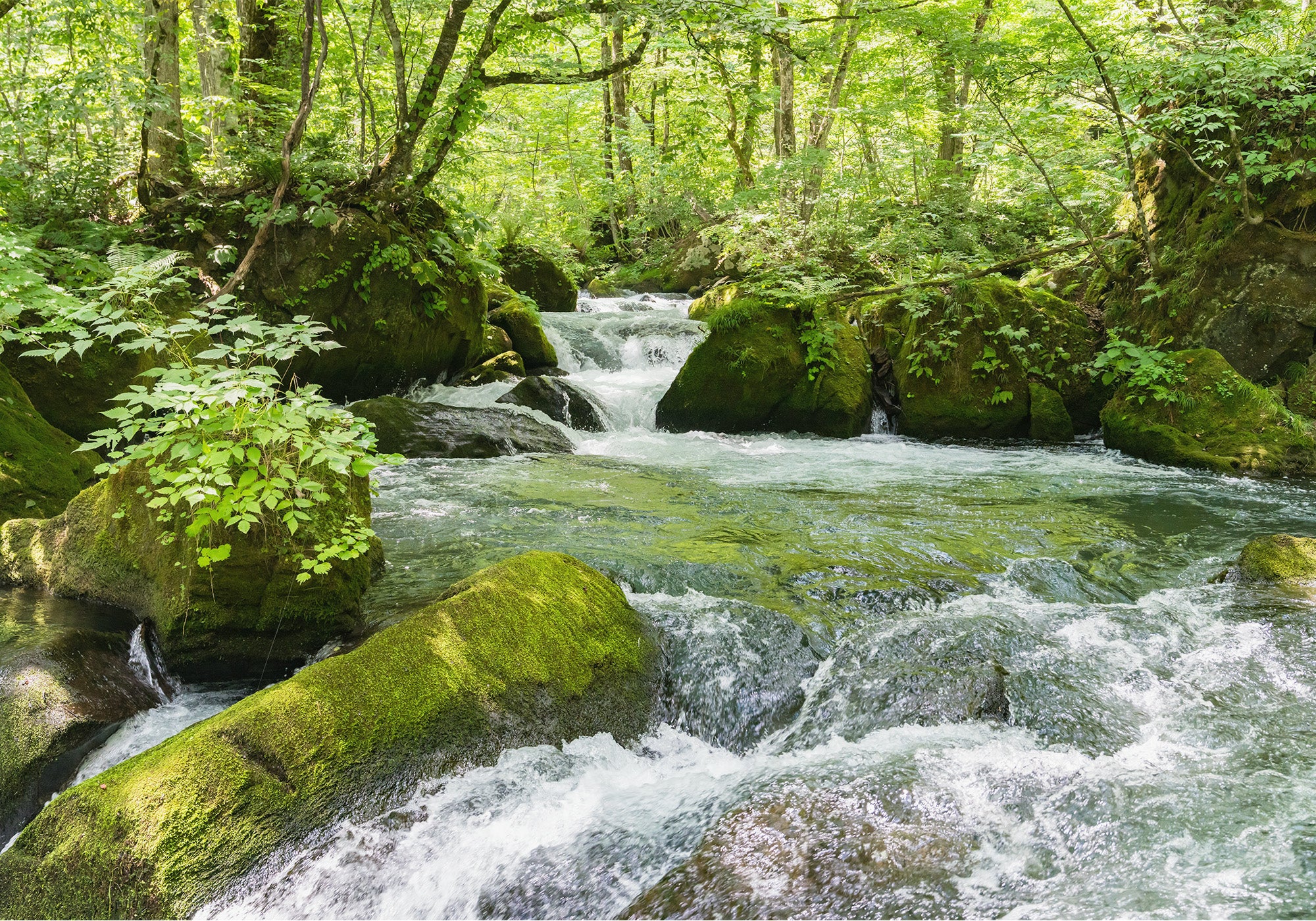 木漏れ日が差し込む美しい森の渓流。石けんカスが微生物に分解され、自然へ還っていく循環のイメージ