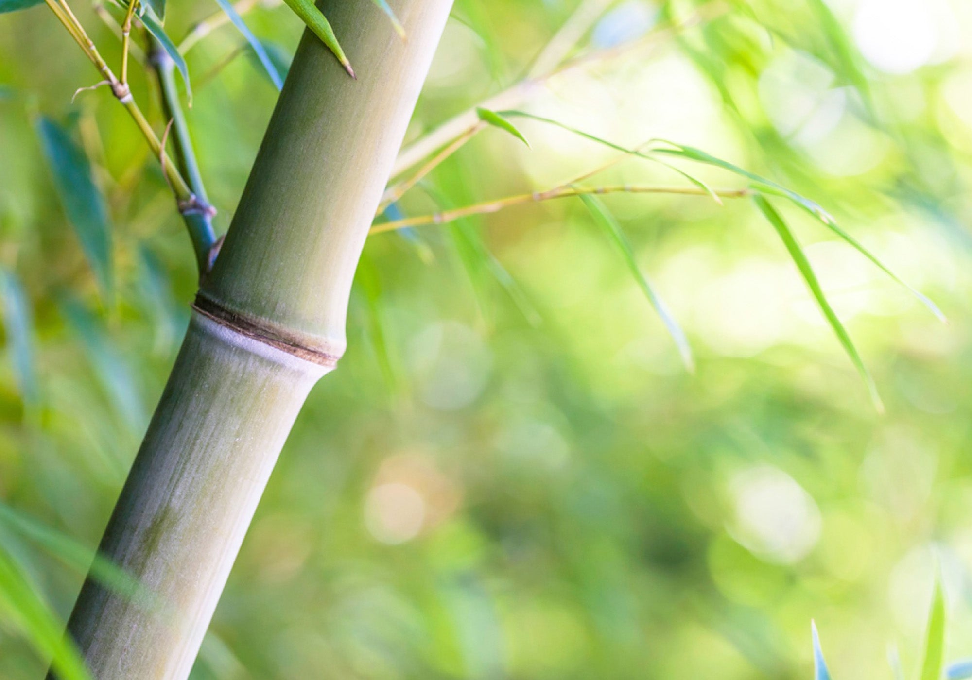 「森の厄介者」から「大切な資源」へと変える竹のアップ画像
