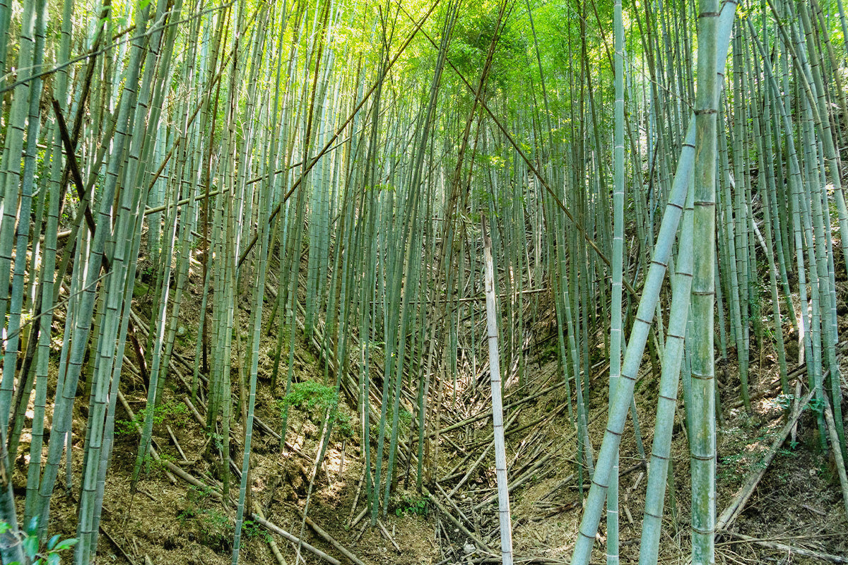 放置され荒れている竹林の様子