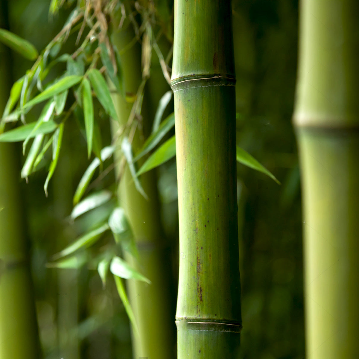 森を侵食し「竹害」の原因となっている竹のアップ写真。石けんの原料へと活用しています