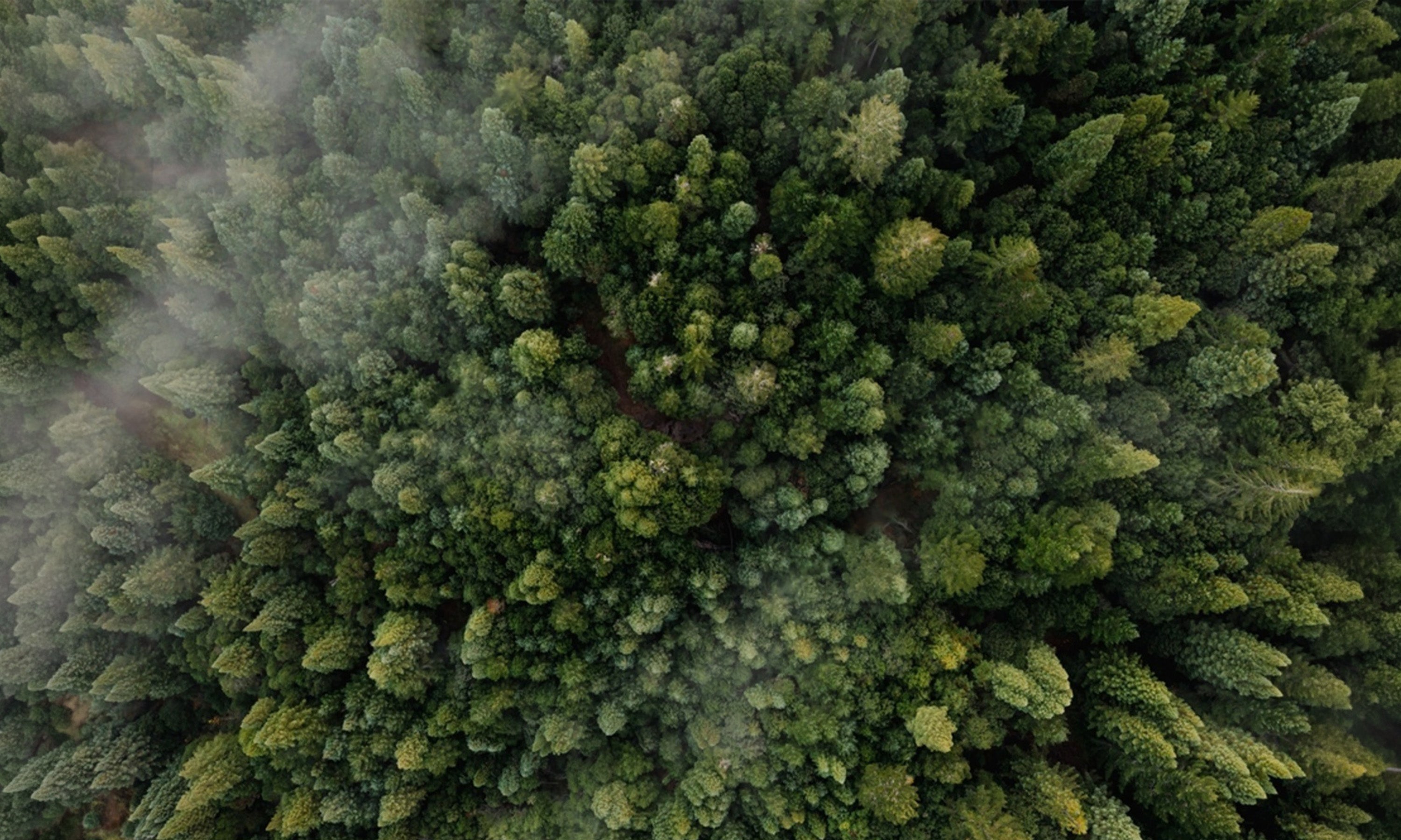 うっそうと生い茂る深い森を上空から捉えた風景。