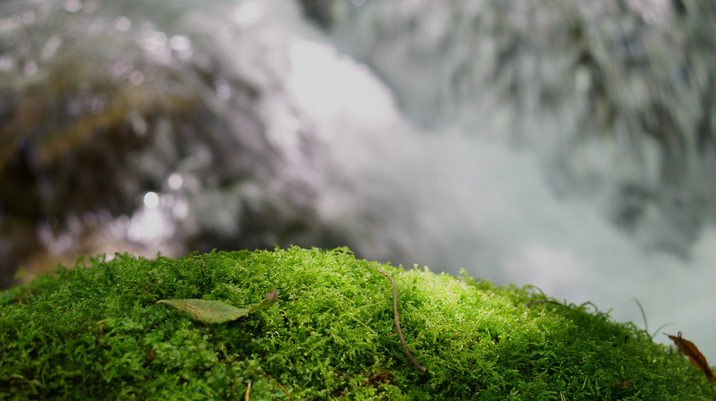 清流のほとりに広がる青々とした苔の岩肌。純国産・無添加の品質を象徴する、清らかな日本の自然風景